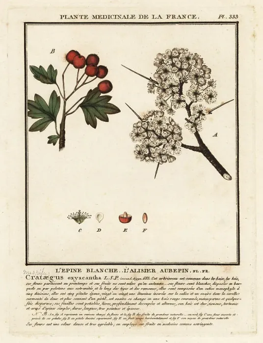 Framed Print : Hawthorn, Crataegus rhipidophylla Framed Print : Hawthorn, Crataegus rhipidophylla