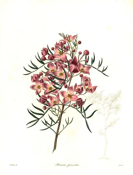 Hawthorn-scented boronia, Boronia pinnata