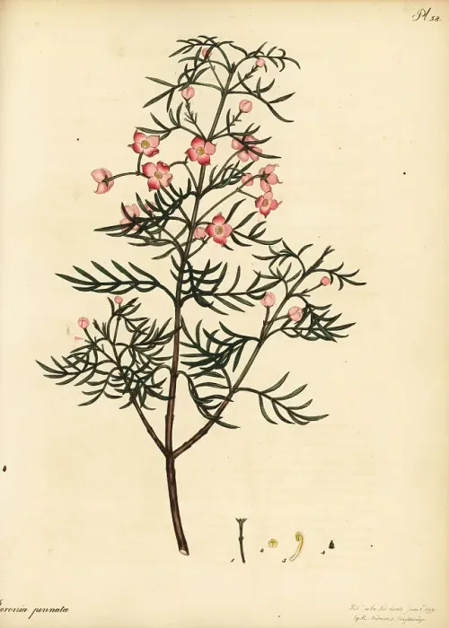 Framed Print : Hawthorn-scented boronia, Boronia pinnata Framed Print : Hawthorn-scented boronia, Boronia pinnata