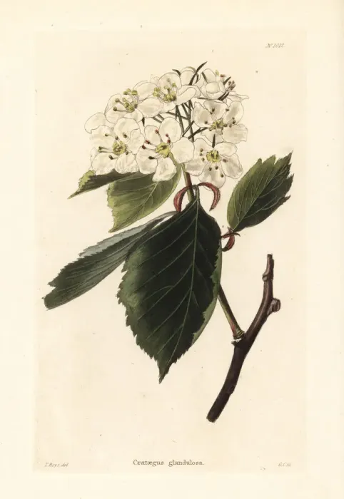 Framed Print : Hawthorn variety, Crataegus glandulosa Framed Print : Hawthorn variety, Crataegus glandulosa