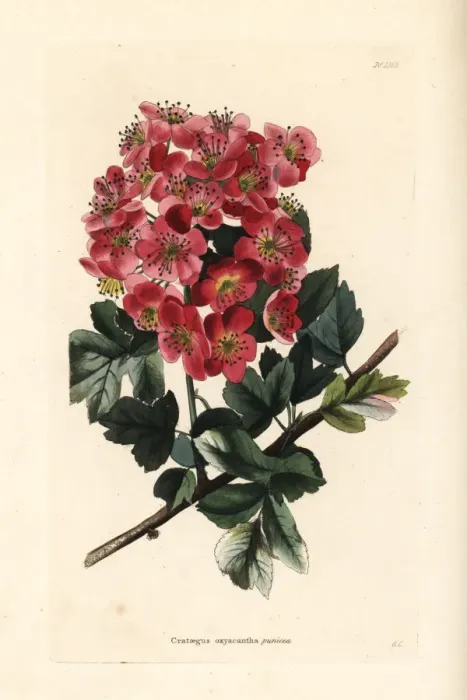 Framed Print : Hawthorn variety, Crataegus oxycantha punicea Framed Print : Hawthorn variety, Crataegus oxycantha punicea