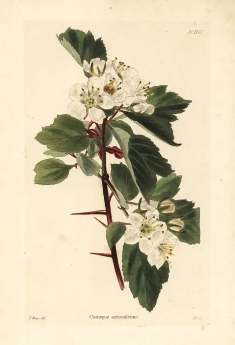 Framed Print : Hawthorn variety, Crataegus spinosissima Framed Print : Hawthorn variety, Crataegus spinosissima