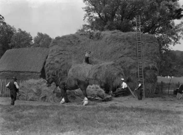 Framed Print : Haymaking 1930S Framed Print : Haymaking 1930S