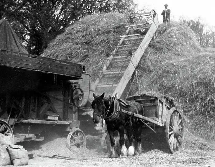 Framed Print : Haymaking Date: circa 1930s Framed Print : Haymaking Date: circa 1930s