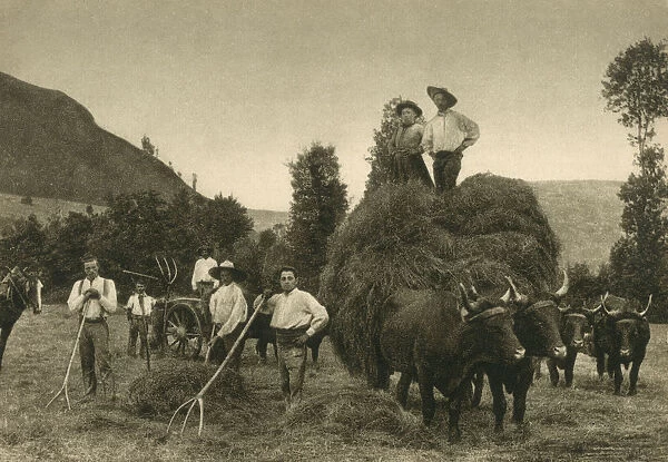 Haymaking in the Auvergne, France