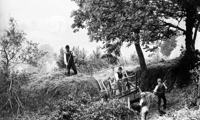 Framed Print : Haymaking in Branscombe, Devon Framed Print : Haymaking in Branscombe, Devon