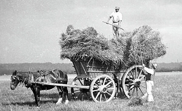 Haymaking, early 1900s