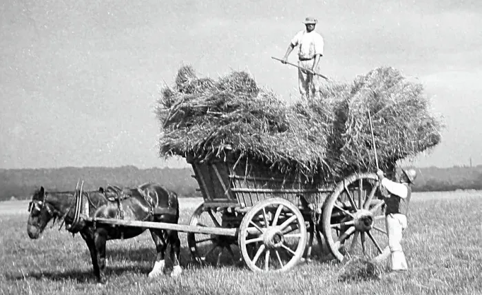Framed Print : Haymaking, early 1900s Framed Print : Haymaking, early 1900s