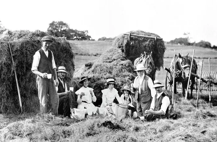 Framed Print : Haymaking early 1900s Framed Print : Haymaking early 1900s