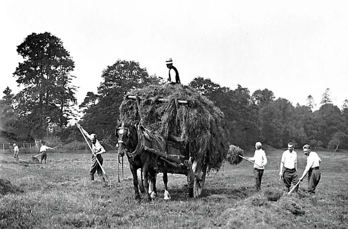 Framed Print : Haymaking early 1900s Framed Print : Haymaking early 1900s