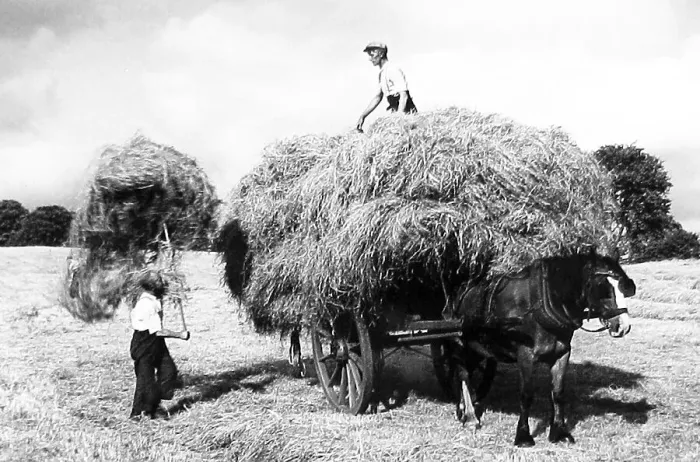 Framed Print : Haymaking early 1900s Framed Print : Haymaking early 1900s