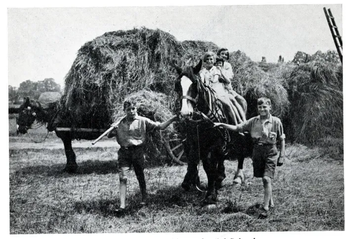 Framed Print : Haymaking, Fyfield Residential Open Air School, Essex Framed Print : Haymaking, Fyfield Residential Open Air School, Essex