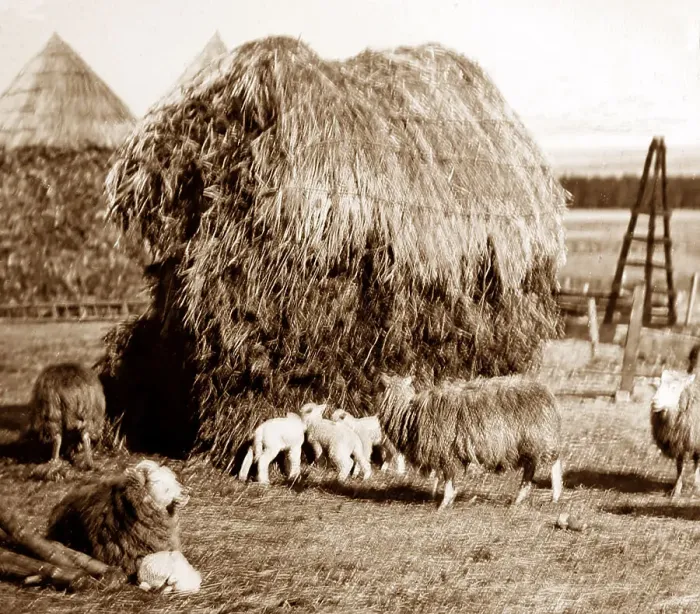 Framed Print : Haystacks in an English farmyard, Victorian period Framed Print : Haystacks in an English farmyard, Victorian period