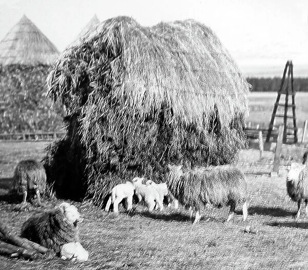 Haystacks in an English farmyard, Victorian period