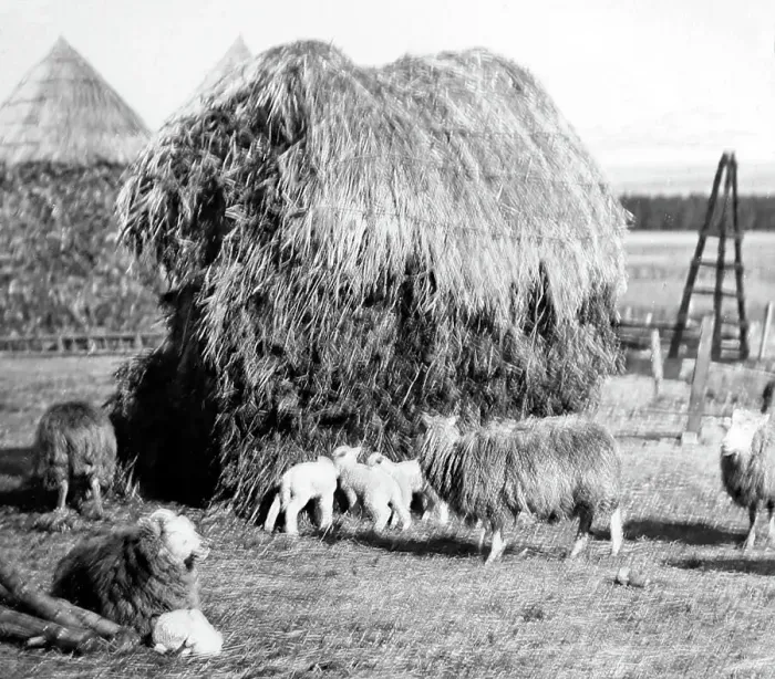 Framed Print : Haystacks in an English farmyard, Victorian period Framed Print : Haystacks in an English farmyard, Victorian period