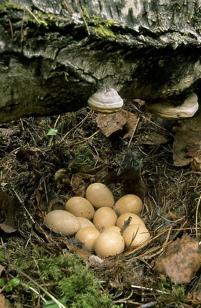 Hazel Hen  /  Hazel Grouse - eggs in typical nest