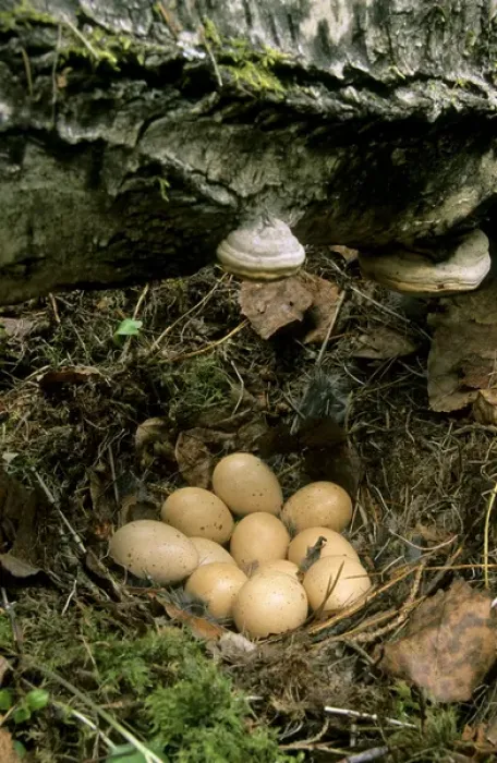 Framed Print : Hazel Hen  /  Hazel Grouse - eggs in typical nest