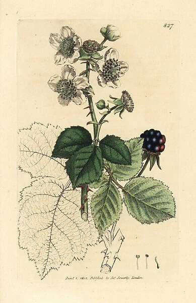 Hazel-leaved bramble, Rubus corylifolius