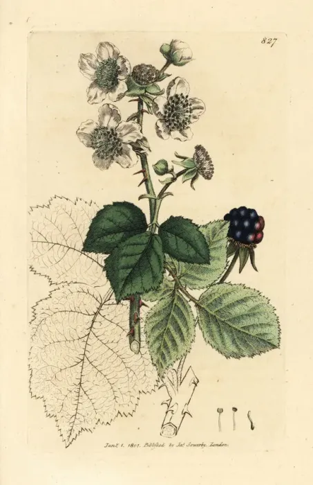 Framed Print : Hazel-leaved bramble, Rubus corylifolius Framed Print : Hazel-leaved bramble, Rubus corylifolius