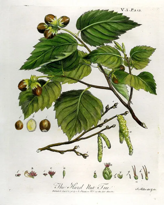Framed Print : Hazel Nut Tree Framed Print : Hazel Nut Tree