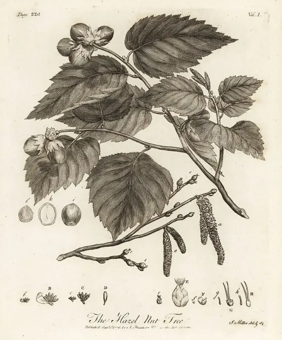 Framed Print : Hazelnut tree, Corylus avellana Framed Print : Hazelnut tree, Corylus avellana