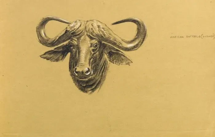Framed Print : Head of an African Buffalo Framed Print : Head of an African Buffalo