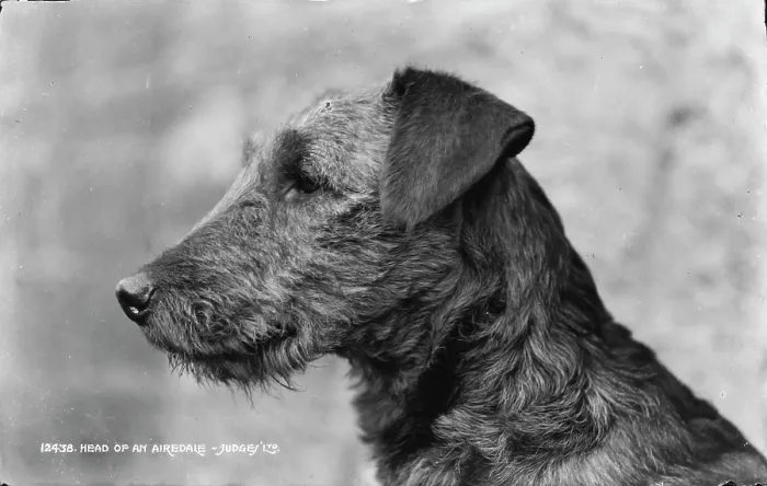Framed Print : Head of an Airedale Framed Print : Head of an Airedale