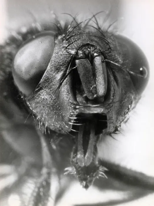 Framed Print : The head of a blow fly. Date: August 1963 Framed Print : The head of a blow fly. Date: August 1963