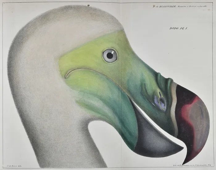 Framed Print : Head of a dodo Framed Print : Head of a dodo