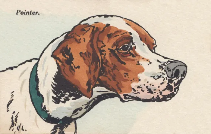 Framed Print : Head of a Dog Framed Print : Head of a Dog