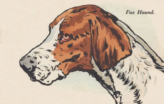 Framed Print : Head of a Dog Framed Print : Head of a Dog