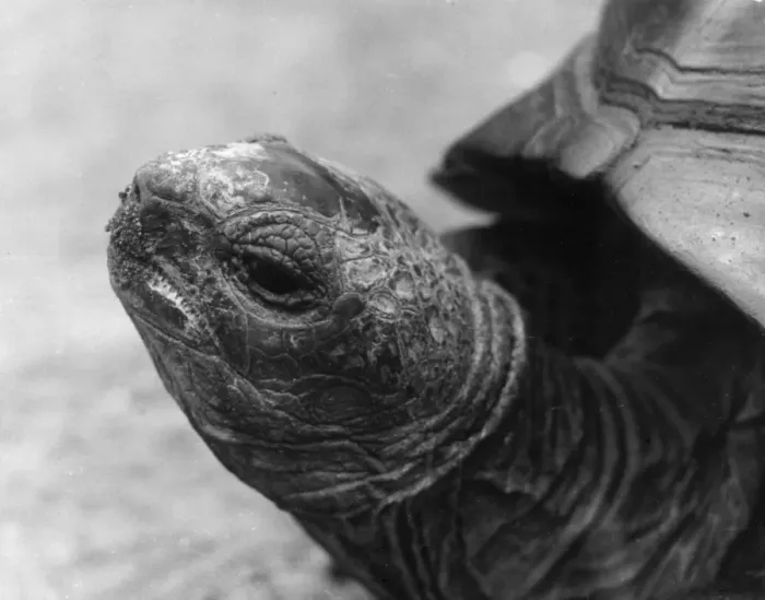 Framed Print : Head of Giant Tortoise Framed Print : Head of Giant Tortoise