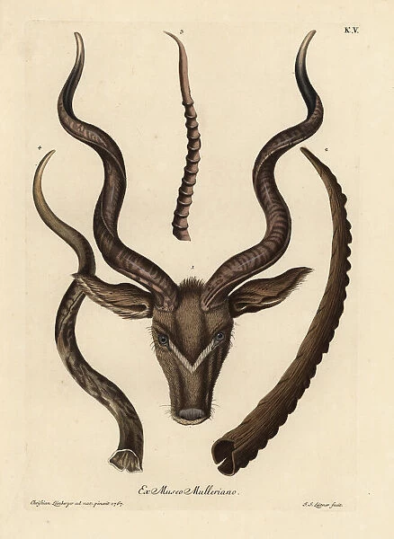 Head of a greater kudu, horns of Ibex, Capra dorcas and kudu