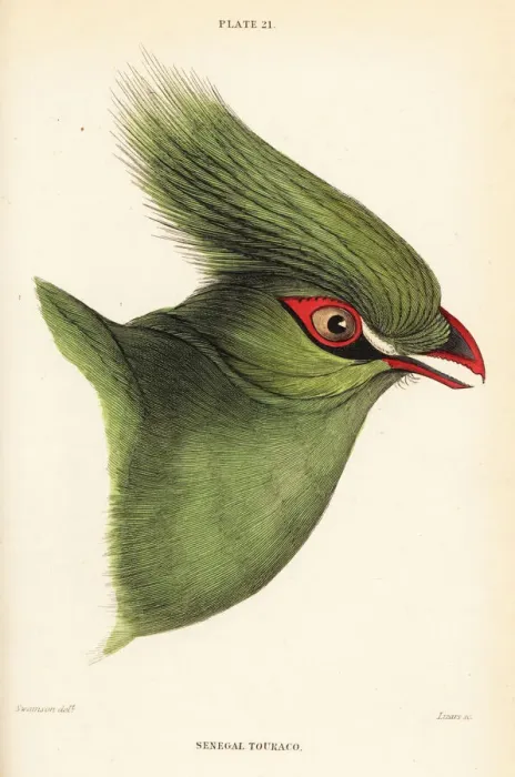 Framed Print : Head of the Guinea turaco, Tauraco persa buffoni Framed Print : Head of the Guinea turaco, Tauraco persa buffoni
