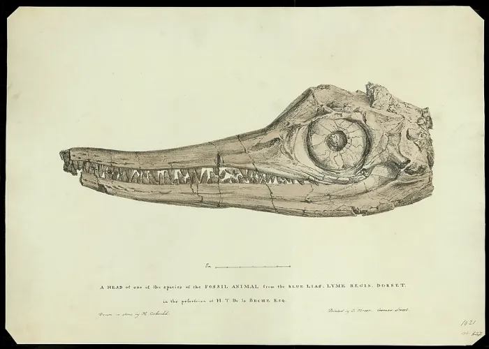 Framed Print : Head of an ichthyosaur Framed Print : Head of an ichthyosaur