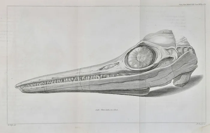 Framed Print : Head of an ichthyosaur Framed Print : Head of an ichthyosaur