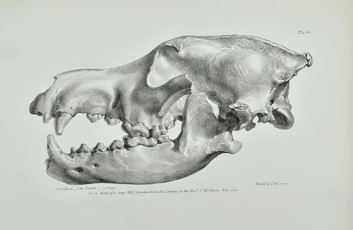 Framed Print : Head of a large wolf found in Kent's Cavern, Torquay Framed Print : Head of a large wolf found in Kent's Cavern, Torquay