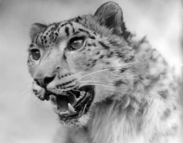 Framed Print : Head of a Leopard Framed Print : Head of a Leopard