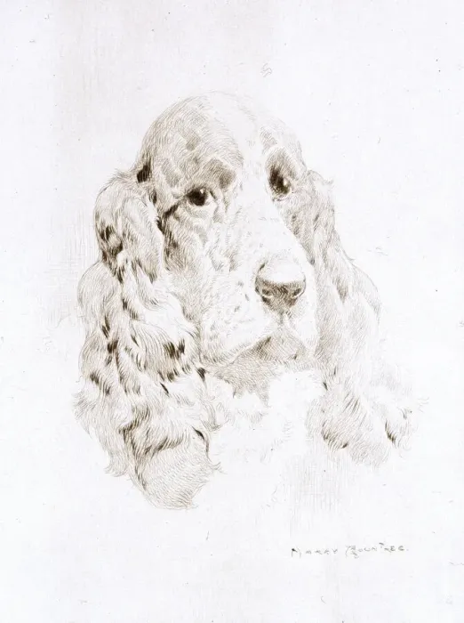 Framed Print : Head of a Spaniel by Harry Rountree Framed Print : Head of a Spaniel by Harry Rountree