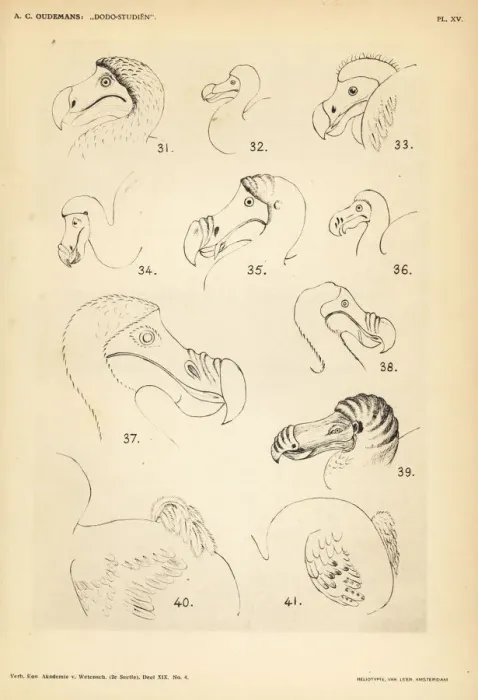 Framed Print : Head and tail of the dodo by various artists Framed Print : Head and tail of the dodo by various artists