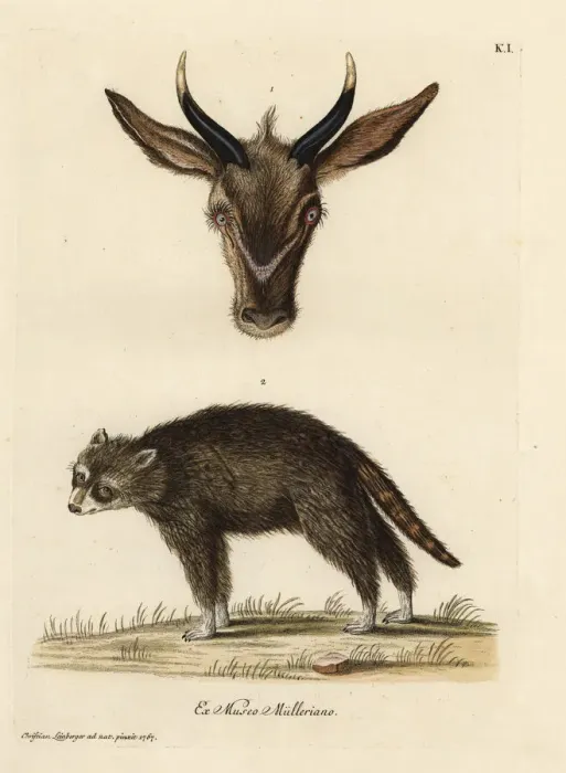 Framed Print : Head of a young antelope and wild civet of French Guiana Framed Print : Head of a young antelope and wild civet of French Guiana