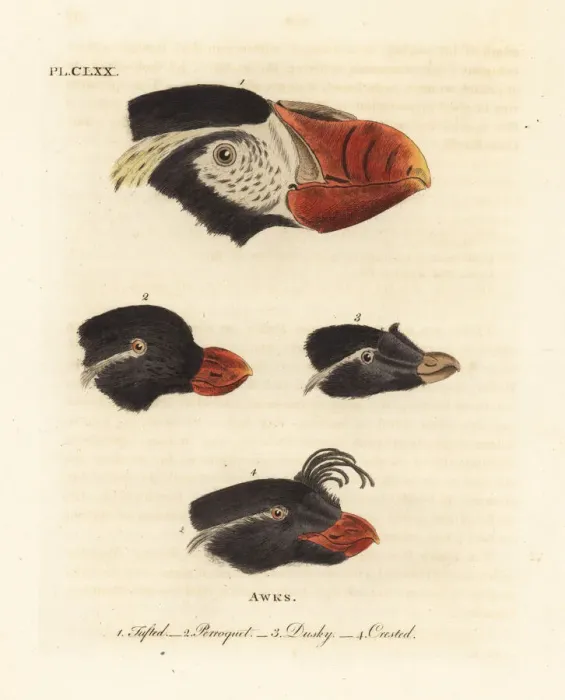 Framed Print : Heads of tufted puffin, parakeet auklet and crested auklets Framed Print : Heads of tufted puffin, parakeet auklet and crested auklets