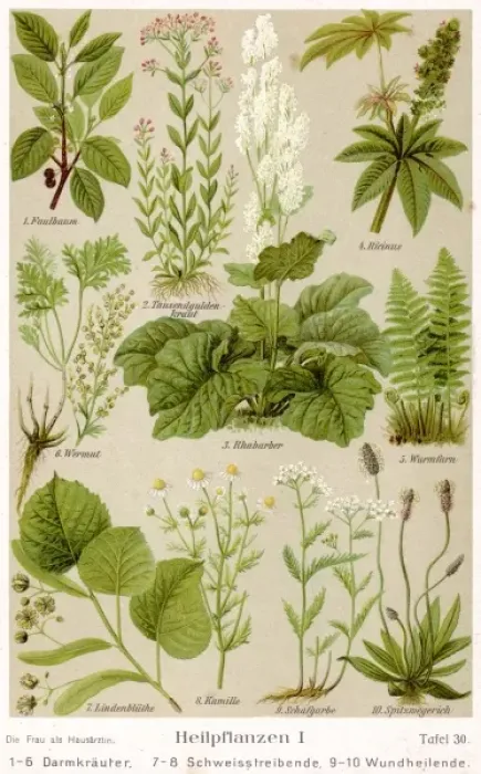 Framed Print : Healing Plants 1904 Pl. 1 Framed Print : Healing Plants 1904 Pl. 1
