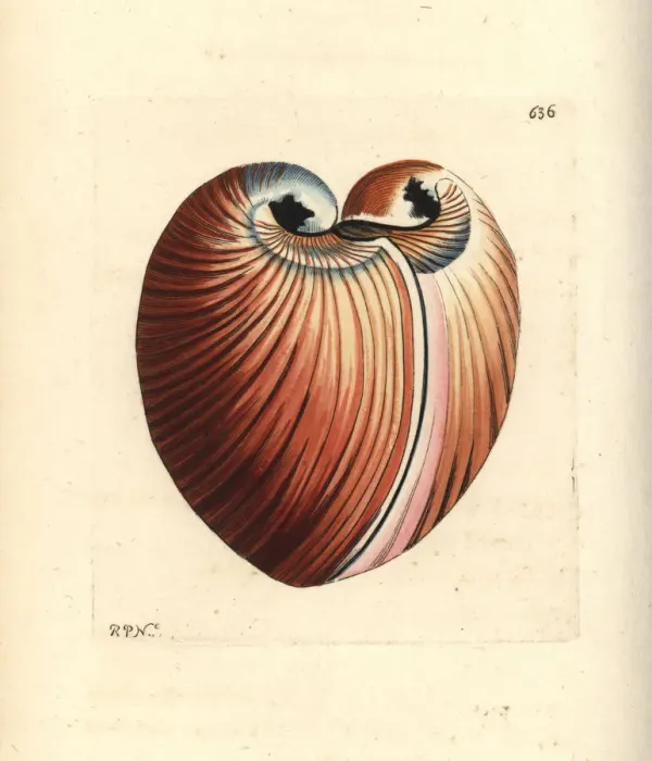 Framed Print : Heart cockle, Glossus humanus Framed Print : Heart cockle, Glossus humanus