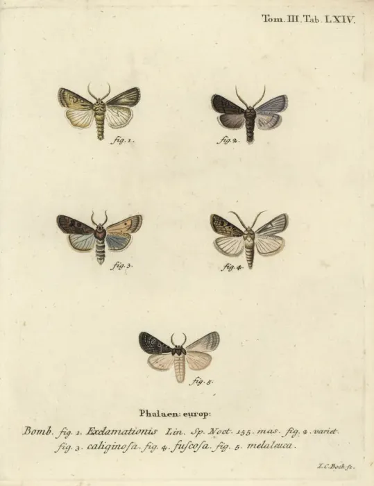 Framed Print : Heart and dart moth, turnip moth and silver cloud Framed Print : Heart and dart moth, turnip moth and silver cloud