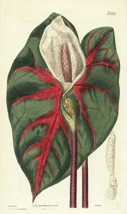 Framed Print : Heart of Jesus, Caladium bicolor Framed Print : Heart of Jesus, Caladium bicolor