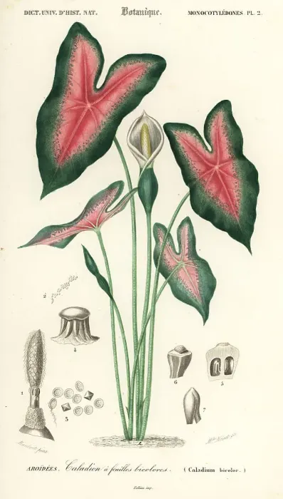 Framed Print : Heart of Jesus, Caladium bicolor Framed Print : Heart of Jesus, Caladium bicolor
