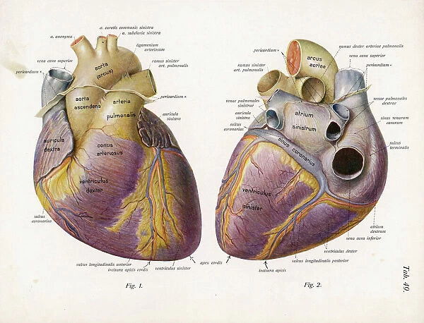 Heart (Latin)