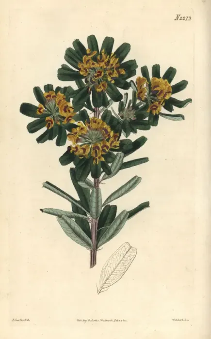 Framed Print : Heart-leaved poison, Gastrolobium bilobum Framed Print : Heart-leaved poison, Gastrolobium bilobum