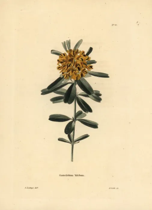 Framed Print : Heart-leaved poison, Gastrolobium bilobum Framed Print : Heart-leaved poison, Gastrolobium bilobum